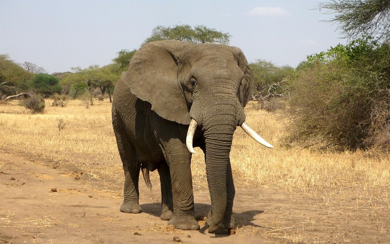 Merinding, Gajah Injak Nenek-Nenek hingga Tewas, Jasad Diserang Lagi saat di Permakaman