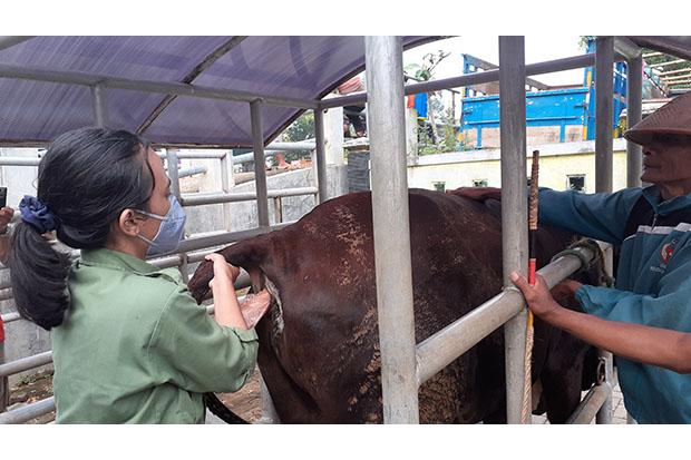  Pasar Hewan Gunungkidul Kembali Dibuka, Puluhan Ternak Diminta Dibawa Pulang karena Terindikasi PMK