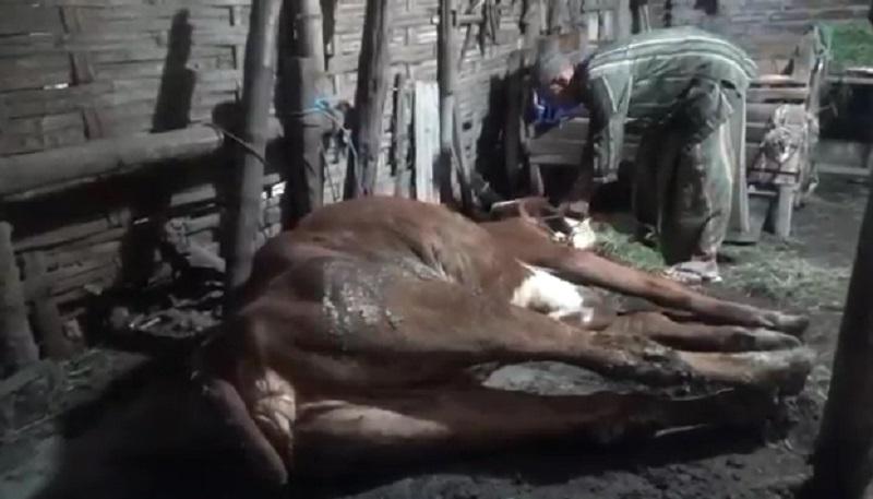 PMK Serang 11.000 Sapi di 3 Kecamatan Kabupatan Malang, 1.000 Ekor Mati 