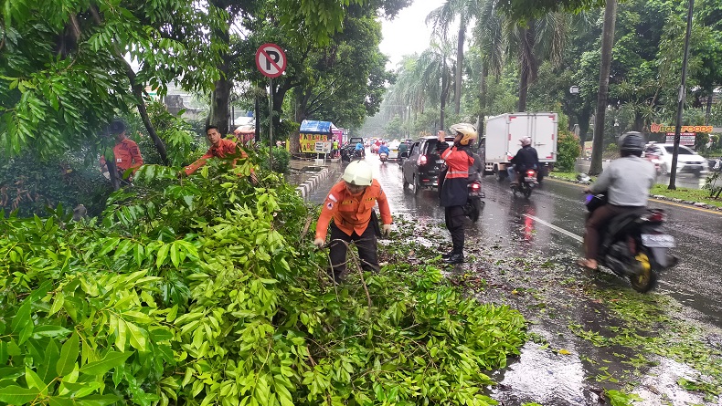 Diterjang Hujan dan Angin Kencang, Pohon Alpukat di Agam Tumbang