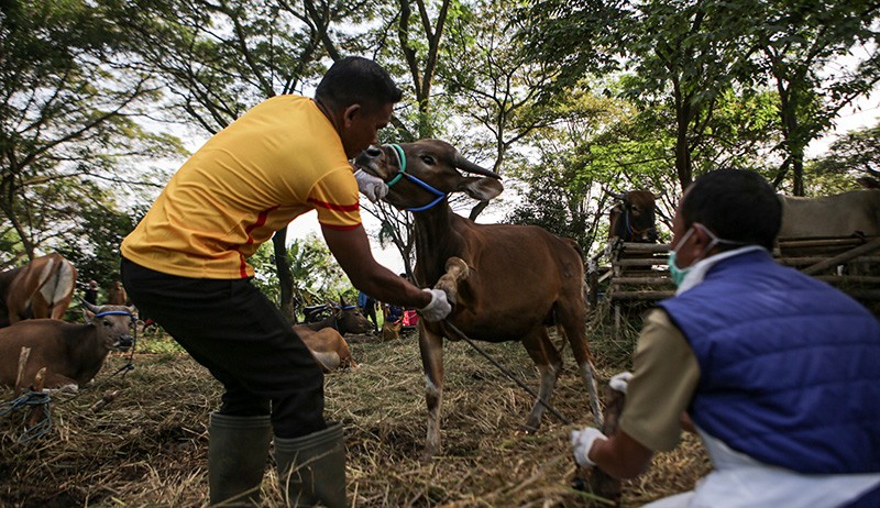 Pemkot Tangerang Larang Hewan Kurban Luar Daerah Masuk - Bagian 3