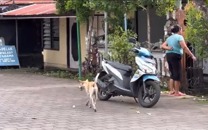 Warga Buleleng Bali Meninggal Digigit Anjing Rabies 