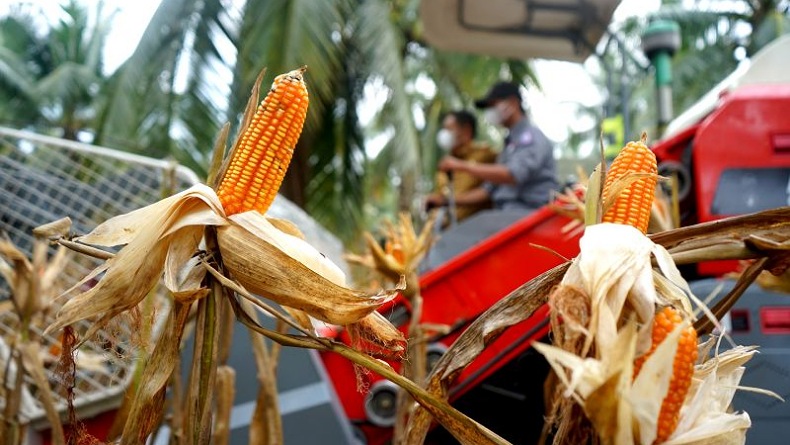 Gorontalo Miliki Potensi Besar Sektor Pertanian, Jagung dan Kelapa Melimpah