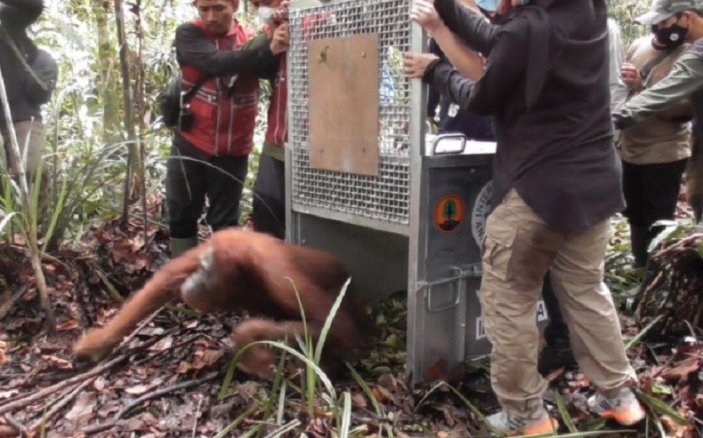 Orang Utan di Kalimantan Barat Dilepasliarkan ke Hutan Lindung Sungai Paduan