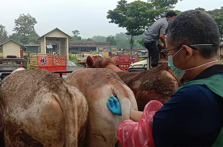 Pasar Hewan di Gunungkidul Dibuka, Petugas Temukan 32 Ternak Suspek PMK 