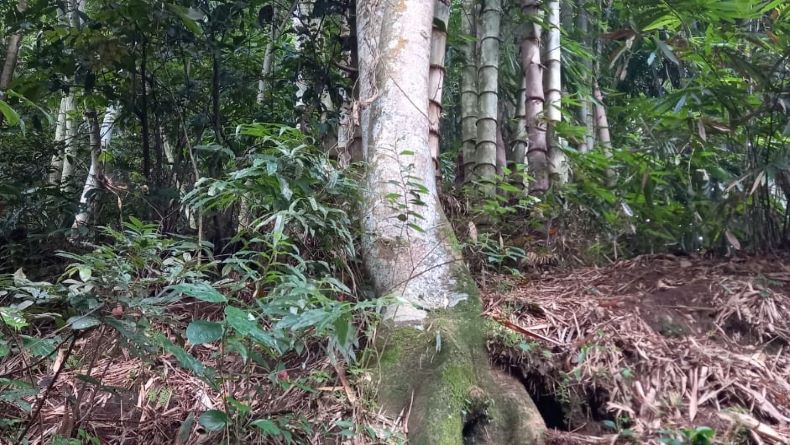 Pohon Blondo Tua, Jejak Cerita Persahabatan Pangeran Diponegoro dan Johar Manik di Salatiga
