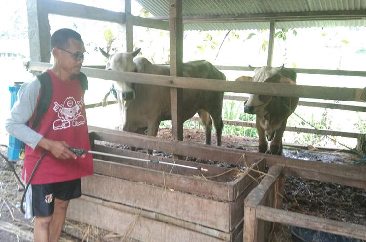 307 Ternak Positif Penyakit Mulut dan Kuku, DPP Kulonprogo: 40 Ekor Sudah Sembuh