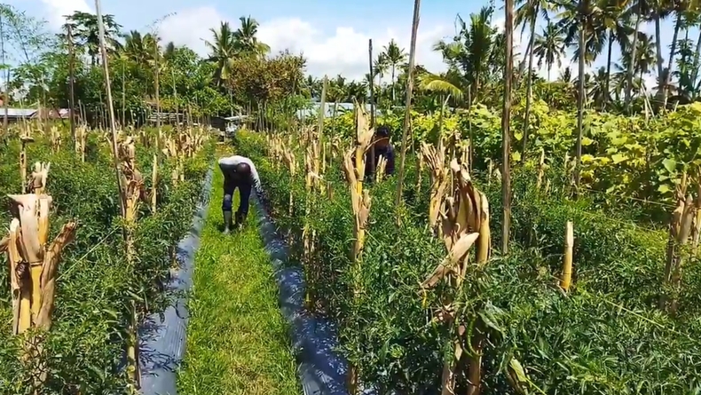 Harga Cabai Meroket, 2 Maling Beraksi di Kebun Cabai Payakumbuh