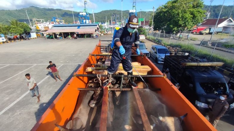 Antisipasi PMK, Karantina Pertanian Manado Sarankan Beli Sapi Lokal untuk Kurban
