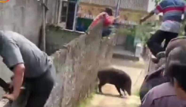 Babi Hutan Serang Balita di Pasirpogor KBB, Korban Luka di Perut dan Dada