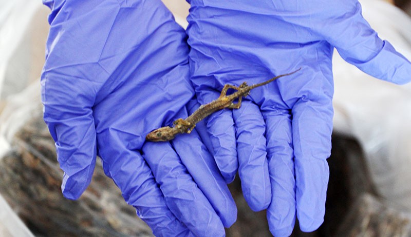 Penampakan Ribuan Cicak yang Akan Diekspor dari Padang ke Hong Kong - Bagian 1