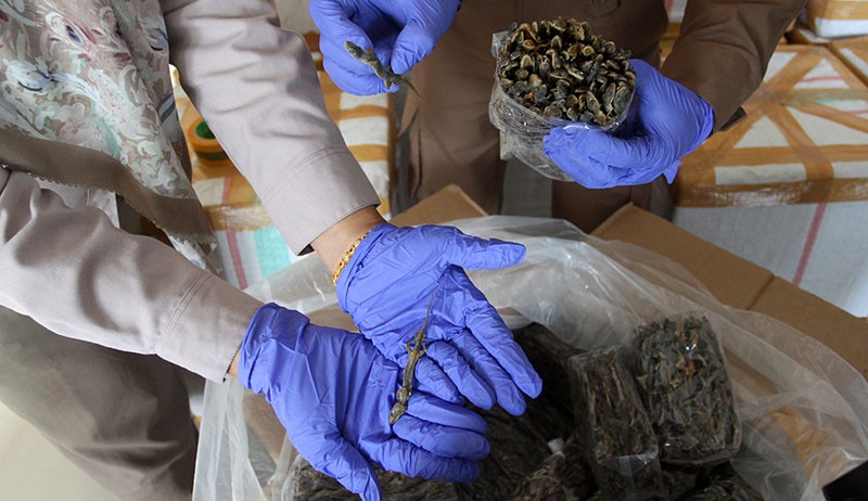 Penampakan Ribuan Cicak yang Akan Diekspor dari Padang ke Hong Kong - Bagian 3