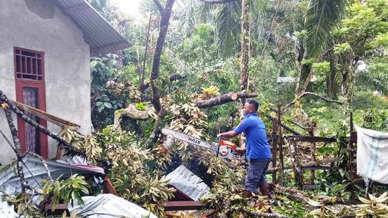 Angin Kencang Terjang Padang Pariaman, Pohon Tumbang Timpa 2 Rumah Warga