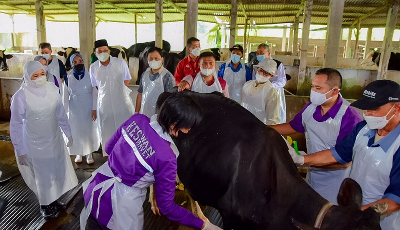 Kementan Telah Suntik Vaksin PMK ke 1.519 Hewan Ternak di Jawa Timur