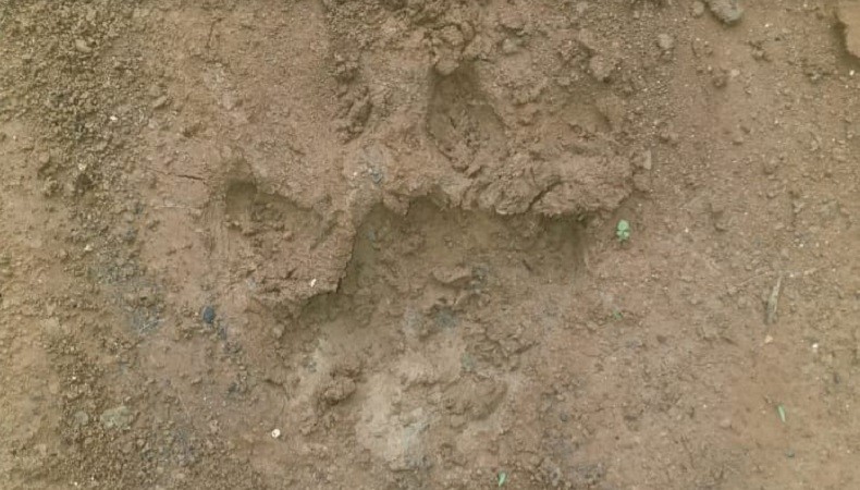 Harimau Sumatera di Bengkulu Mangsa 6 Ekor Kambing dan 1 Anjing Peliharaan Warga
