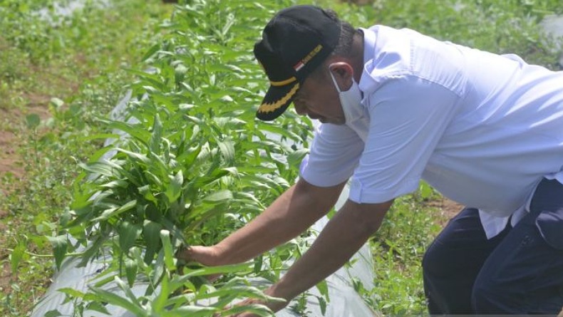 Petani di Gorontalo Utara Didorong Terapkan Pertanian Organik