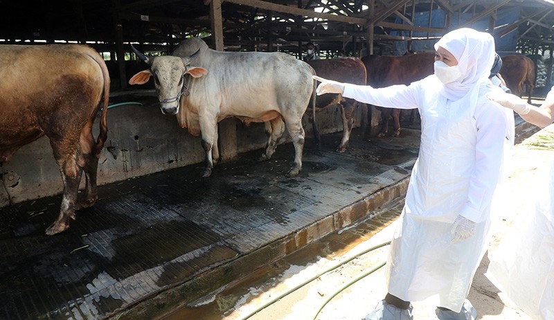 Ketersedian Hewan Kurban di Jawa Timur Dipastikan Cukup - Bagian 3