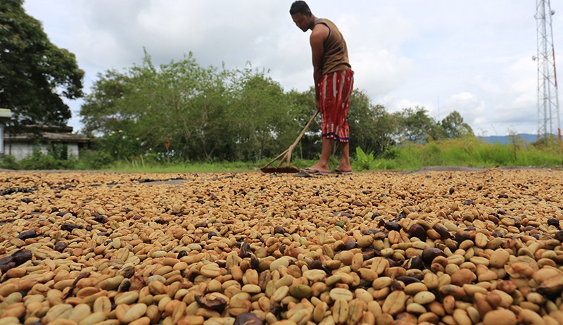 Bikin Bangga! Kopi Asal Solok Selatan Dipasarkan ke Australia hingga Skandinavia