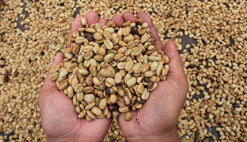 Ekspor Meningkat, Harga Kopi Arabika Gayo Mulai Membaik - Bagian 1