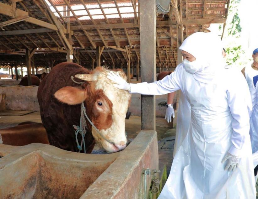 Ada Wabah PMK, Gubernur Khofifah Pastikan Stok Hewan Kurban Jatim Aman