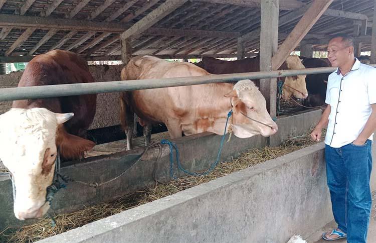 Pedagang Ternak di Kulonprogo Berharap Dinas Pertanian Keluarkan SKKH