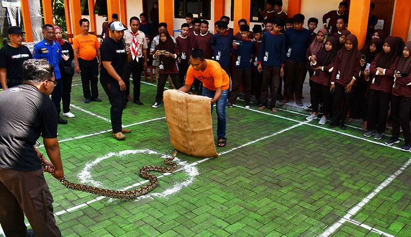 Damkar Edukasi Anggota Pramuka Cara Menangkap Ular Tanpa Harus Membunuh - Bagian 2