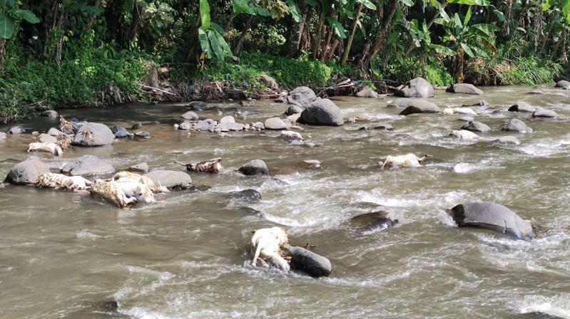 Semarang Gempar, Puluhan Ekor Kambing Mati Hanyut di Sungai Serang