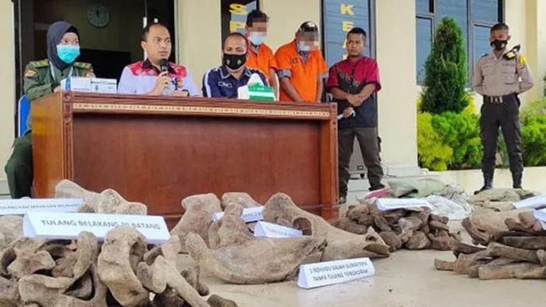 Polisi Bongkar Penjualan Gading dan Tulang Gajah, 2 Pelaku Ditangkap