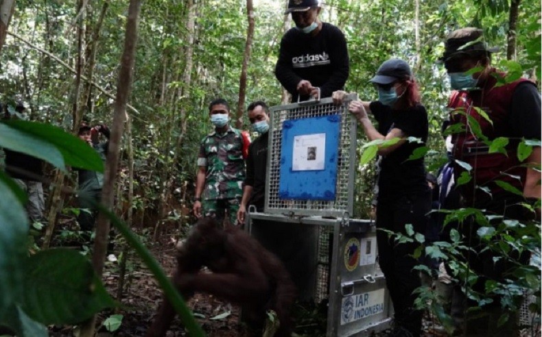 Lima Orang Utan Dilepasliarkan di Taman Nasional Bukit Baka Bukit Raya