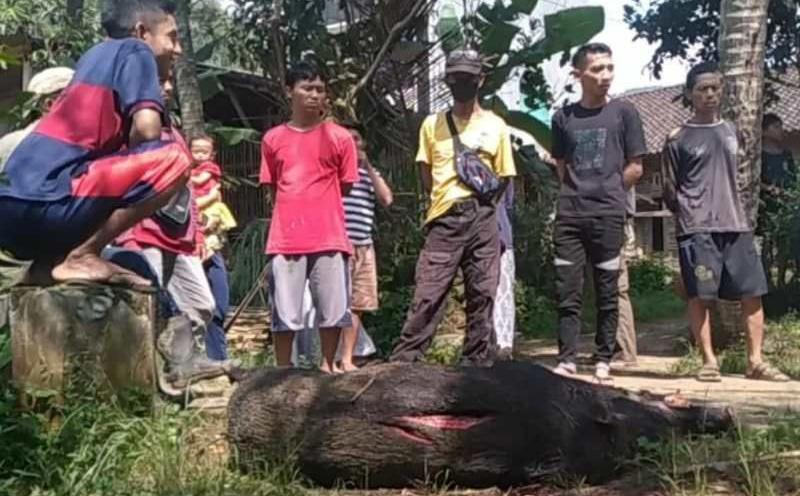 3 Warga Magelang Luka-luka Diserang Babi Hutan saat Beraktivitas di Ladang