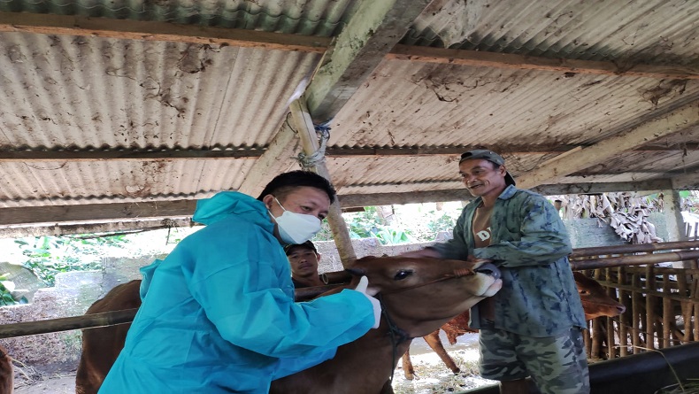 100 Ekor Ternak di Salatiga Disuntik Vaksin PMK