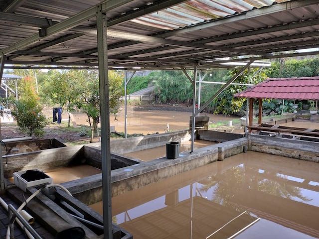 Rugi Rp1,5 Miliar, Pengusaha Ikan Koi Persoalkan Jebolnya Tanggul Bendungan Meninting