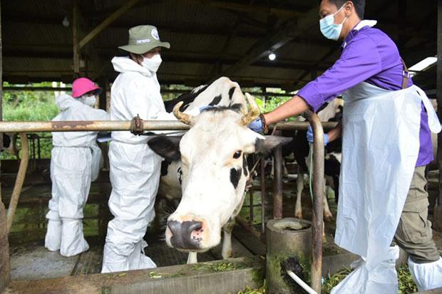 Pemda DIY Terima 4.800 Dosis Vaksin PMK, Prioritas untuk Sapi Perah di Sleman