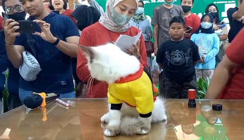 Begini Tingkah Lucu Puluhan Kucing Ikuti Lomba Fashion Show di Blora