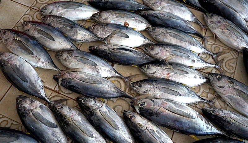 Tangkapan Baby Tuna Melimpah di Gorontalo, Harga hanya Rp25.000 per Ekor - Bagian 1