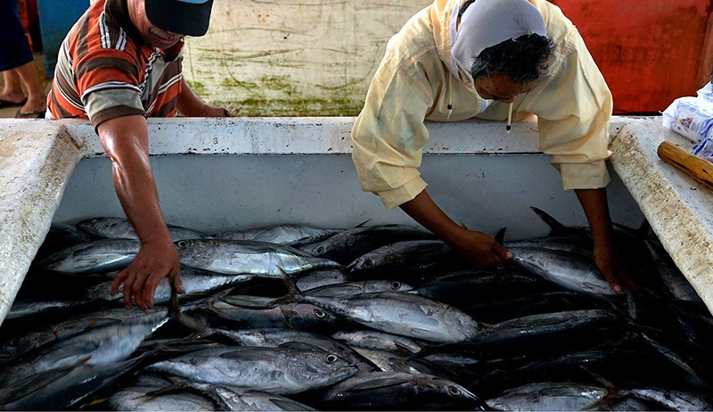 Tangkapan Baby Tuna Melimpah di Gorontalo, Harga hanya Rp25.000 per Ekor - Bagian 2