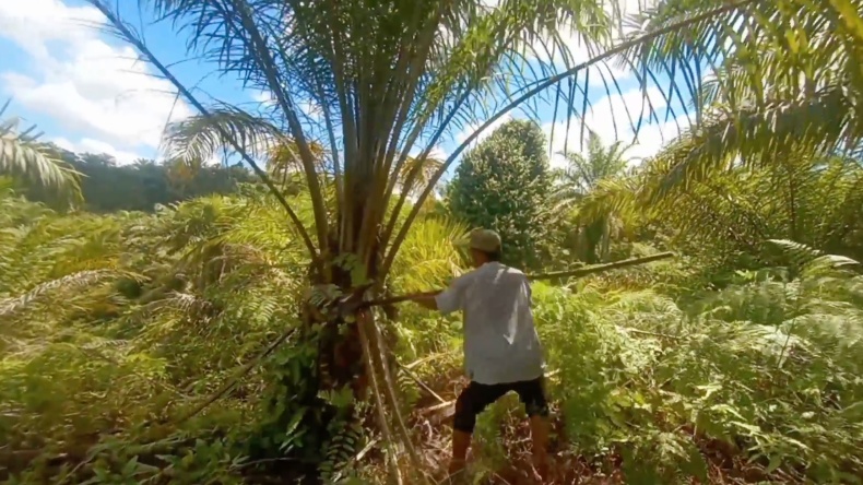 Kecewa Harga TBS Hanya Rp700 per Kg, Petani di Aceh Bakar dan Rusak Pohon Sawit