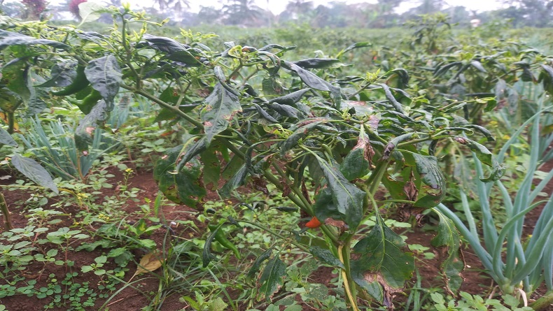 Hama Ini Bikin Harga Cabai Melambung, Petani di Sukabumi Bisa Gagal Panen gegara Ulahnya