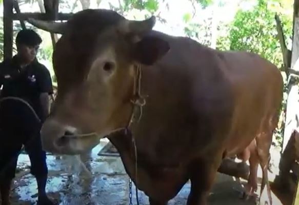 Penampakan Sapi Limosin Kurban Jokowi Berbobot 1,1 Ton di Polman, Ini Makanan Khususnya