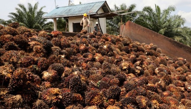 India Borong CPO Murah Bikin Harga Minyak Sawit Mentah Malaysia Naik