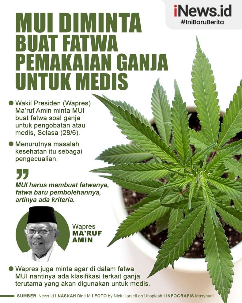 Infografis MUI Diminta Buat Fatwa Pemakaian Ganja untuk Medis