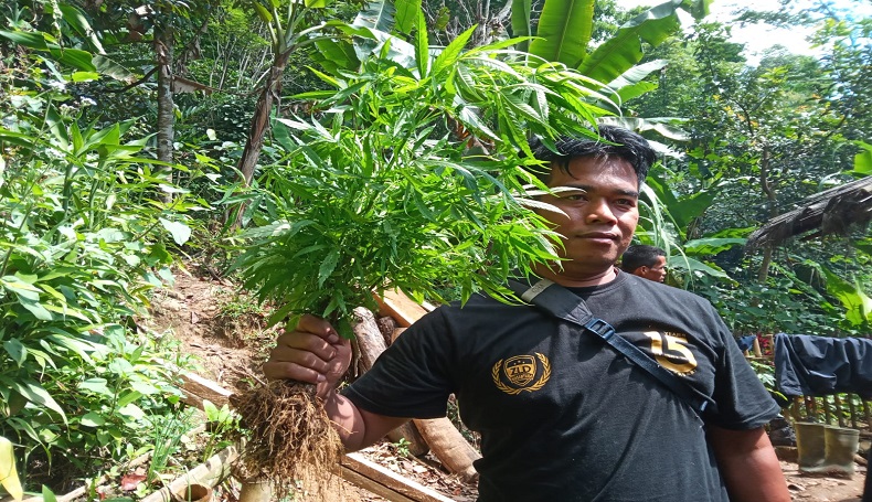 Cianjur Geger, Pencari Madu Hitam Temukan Lahan Ganja Seluas 10 Hektare