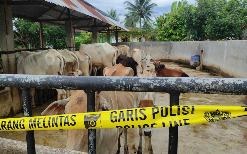 Kandang Sapi di Pematangsiantar Mendadak Dipasangi Garis Polisi, Kenapa?