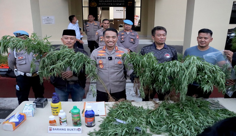 Polres Cianjur Buru Penanam Ganja di Campaka, Terindikasi Ada Lahan Ganja Lain