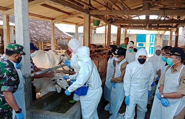 6.785 Ternak di DIY Terpapar Penyakit Mulut dan Kuku, 63 Ekor Mati