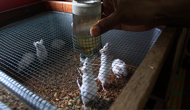 Bisnis Ternak Tikus Putih, Dijual Rp4.000-Rp70.000 per Ekor - Bagian 2
