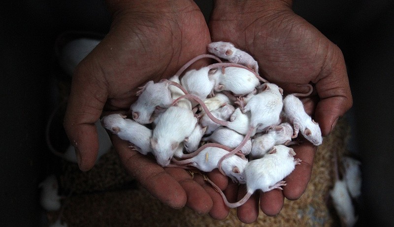 Bisnis Ternak Tikus Putih, Dijual Rp4.000-Rp70.000 per Ekor - Bagian 1