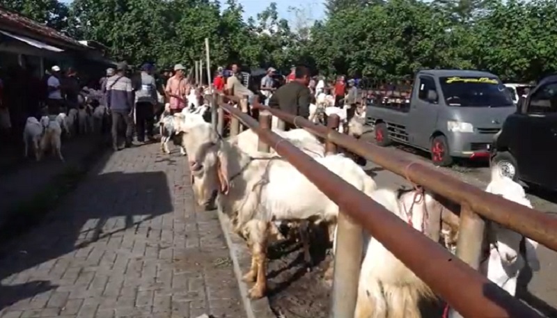 title Sebulan Tutup karena PMK, Pasar Hewan Lumajang Dibuka Lagi Khusus untuk Kambing Sebulan Tutup karena PMK, Pasar Hewan Lumajang Dibuka Lagi Khusus untuk Kambing