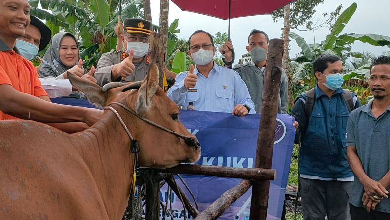 Cegah Wabah PMK, Pemkab Bangka Tengah Dorong Percepatan Vaksinasi Sapi 