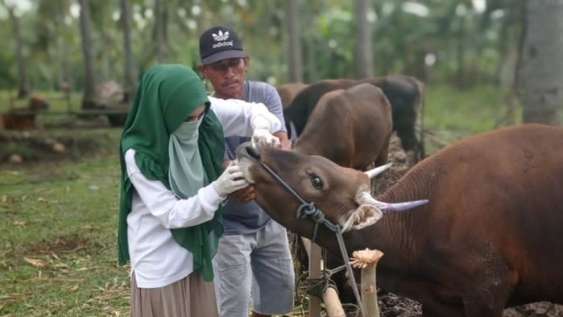 Disnakkeswan Pastikan Belum Temukan Virus PMK pada Ternak Sapi di Gorontalo Utara
